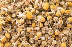 CAMOMILLE Découverte 15g