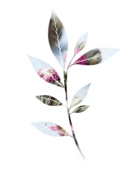 BOITE DEMO SF17 PAPAYE ARONIA BLEUET