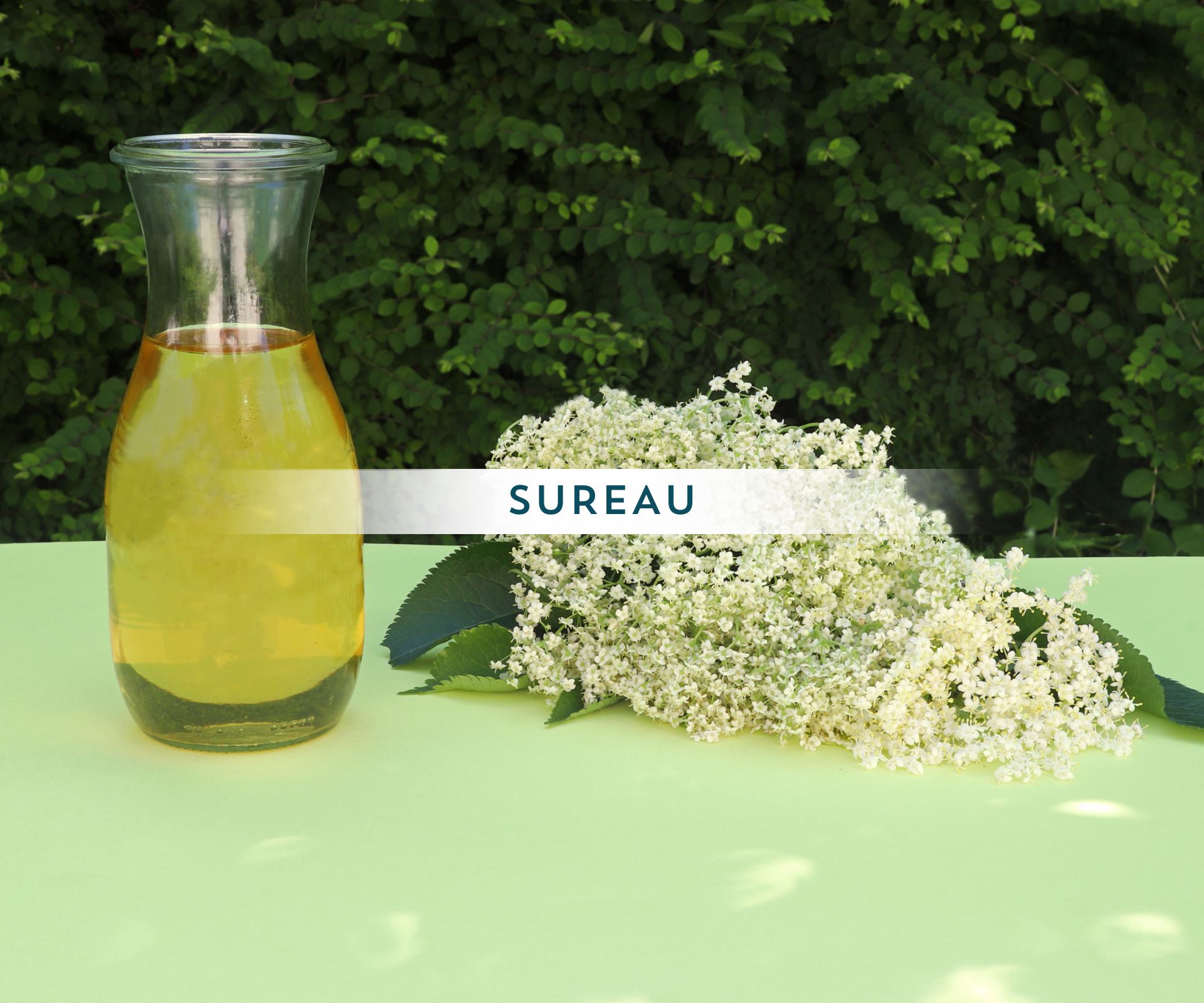 Sureau